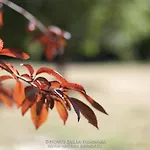 Horti Della Fasanara Φεράρα