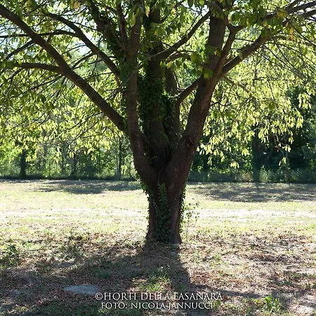 德拉法萨纳拉酒店 乡村民宿